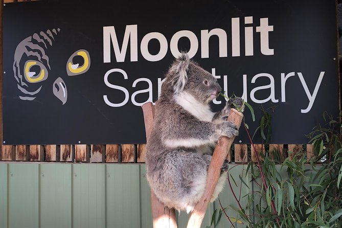 Private Tour: Phillip Island, Penguin Parade and Moonlit Sanctuary Conservation Park From Melbourne - Conservation Efforts and Wildlife Encounters
