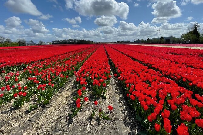 Private Tour to Keukenhof Gardens With Guide - Full Day Tour From Amsterdam - Cancellation Policy Information