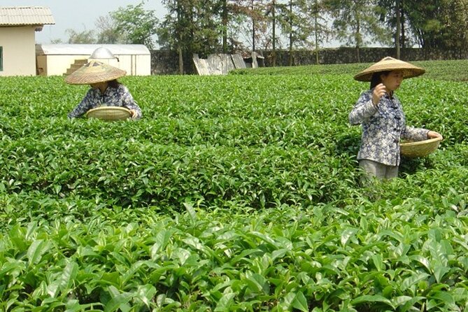 Private Tour: Yao Mountain and Tea Plantation From Guilin - Experience Highlights