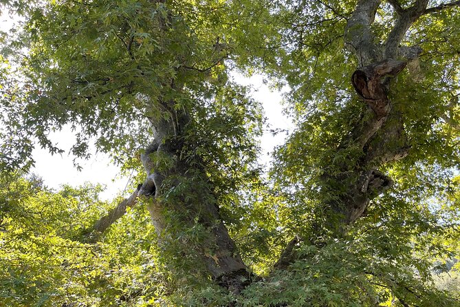 PRIVATE TOUR -Zeus Cave-Traditional Villages-Olive Oil Factory - Olive Oil Factory Visit