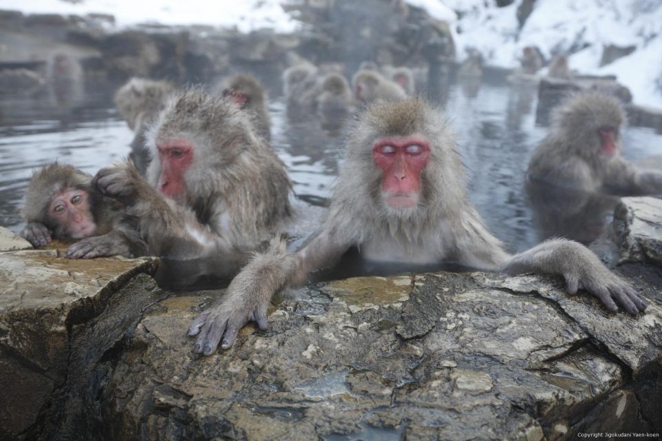 Private Transfers Between Tokyo and Snow Monkey Park - Highlights