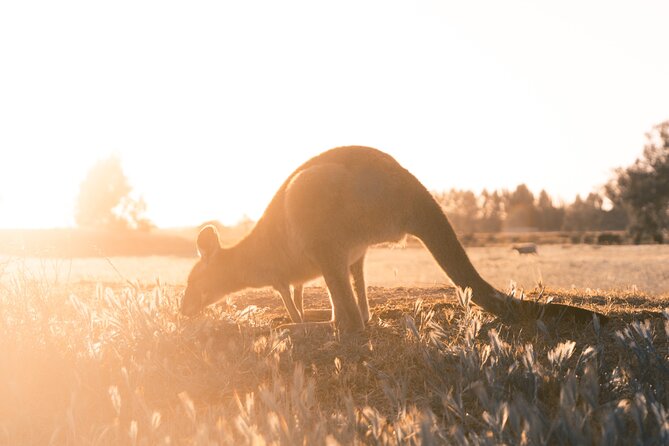 Private Wilsons Promontory Hiking Tour From Melbourne - Timings and Flexibility