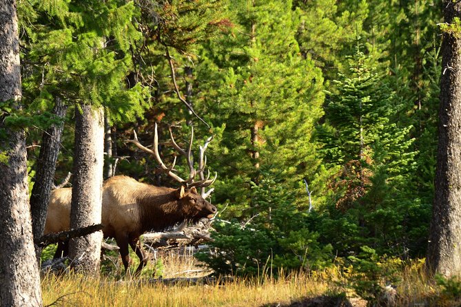 Private Yellowstone Wildlife Sightseeing Tour - Wildlife Encounters