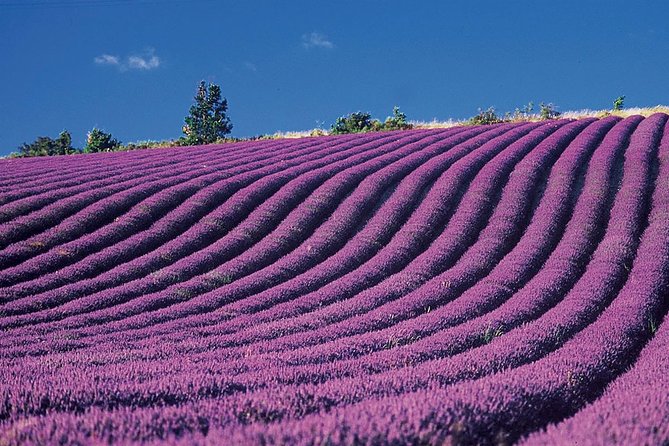 Provence and Lavender - Private & Guided Full Day Tour - Tour Highlights