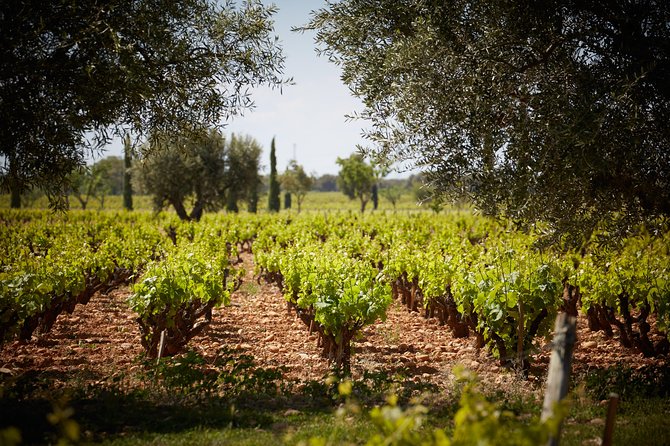 Provence Private Full Day Wine Tour With Wine Tasting - Location