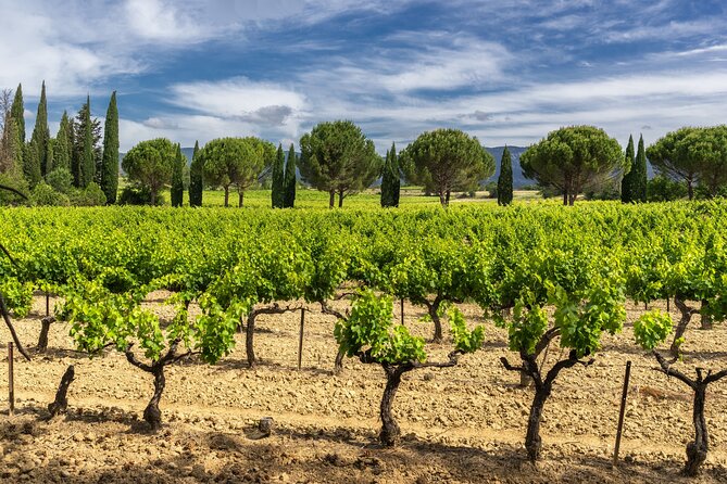 Provence Small Group Half-Day Wine Tour From Aix - Customer Reviews & Ratings