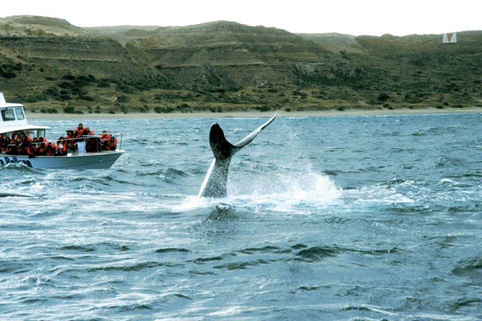 Puerto Madryn: Excursion to Peninsula Valdes Classic - Seasonal Activities and Sightings