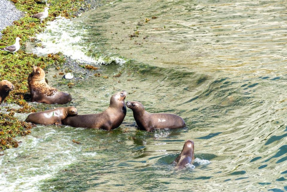 Puerto Madryn: Punta Loma Excursion for Cruise Passengers - Tour Description