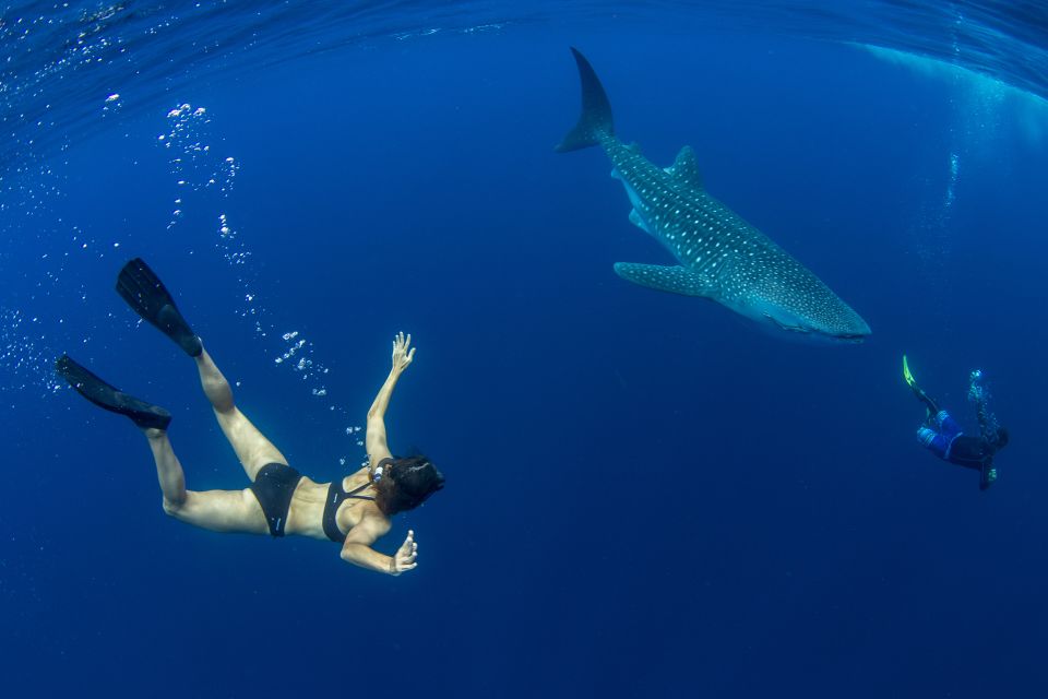 Puerto Princesa: Swim With Whale Sharks Boat Cruise - Experience Itinerary