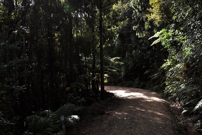 Puketi Rainforest Guided Walks .This Is Not a Shore Excursion Product . - Cancellation Policy