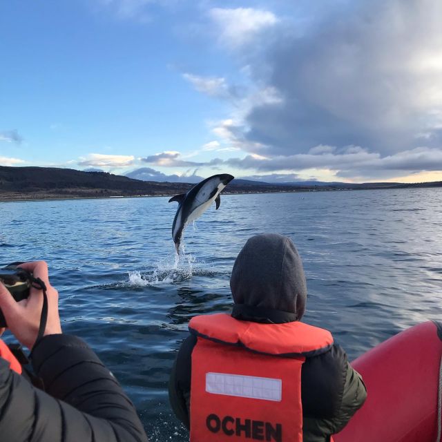 Punta Arenas: Dolphin & Wildlife Watching - Customer Reviews