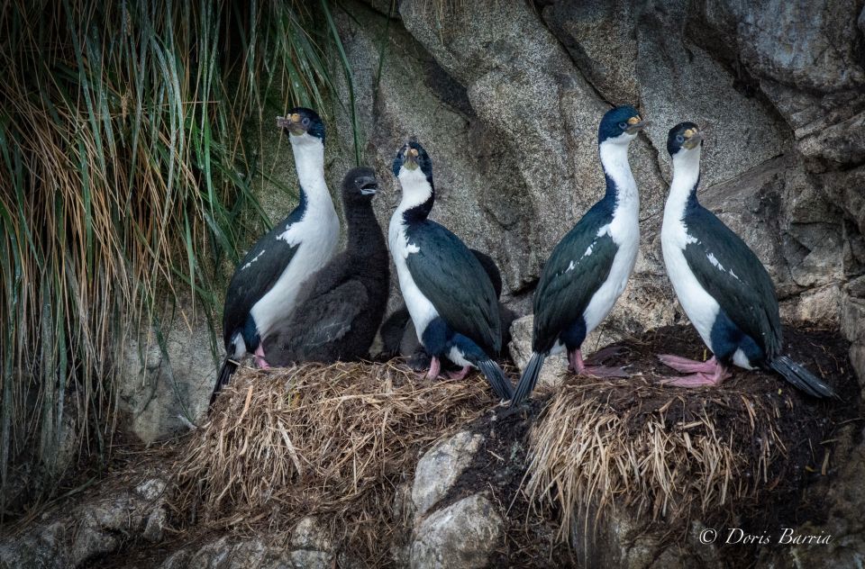 Punta Arenas: Full-Day Whales, Penguins, and Glaciers Tour - Customer Reviews