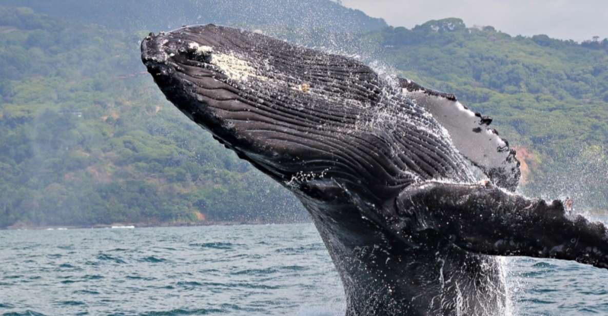 Punta Cana: Private Whale Watching Samana Bay Half Day - Similar Water Activities