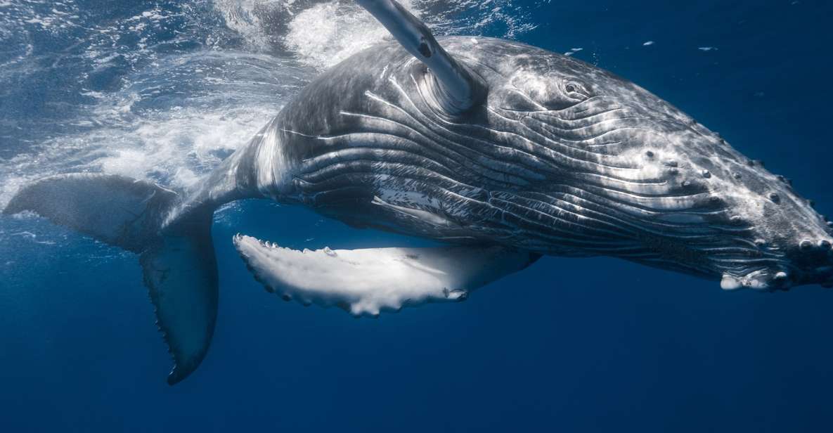Punta Cana: Samana Whale Watching Cruise - Tour Inclusions