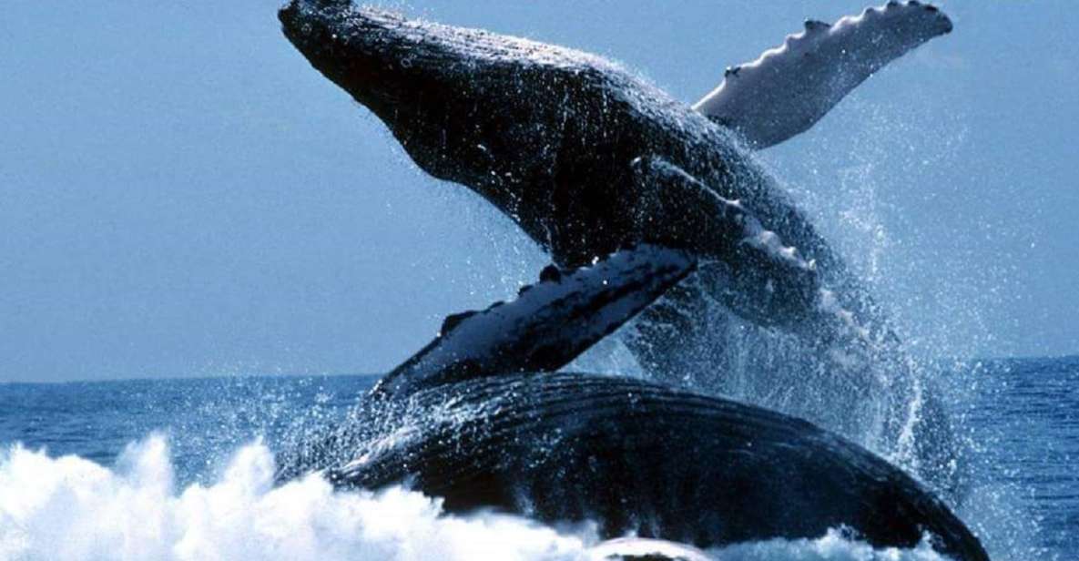 Punta Cana: Whale Watching Sanctuary Experience - Similar Tours