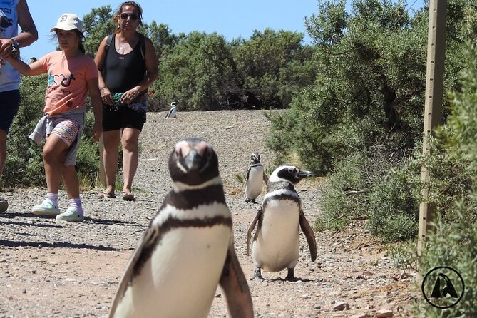 Punta Tombo With Puerto Madryn Shore Excursions Tours - Reviewing Traveler Feedback and Photos