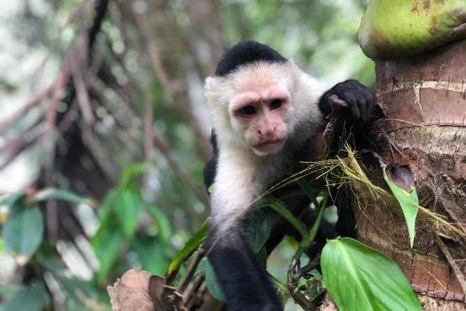 Puntarenas Shore Excursion: Rainforest Skywalk & Tarcoles River Eco Cruise - Traveler Feedback