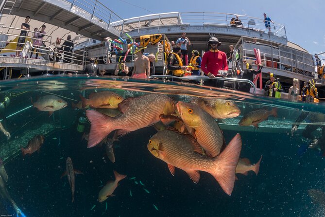 Quicksilver Outer Great Barrier Reef Snorkel Cruise From Port Douglas - Customer Experience