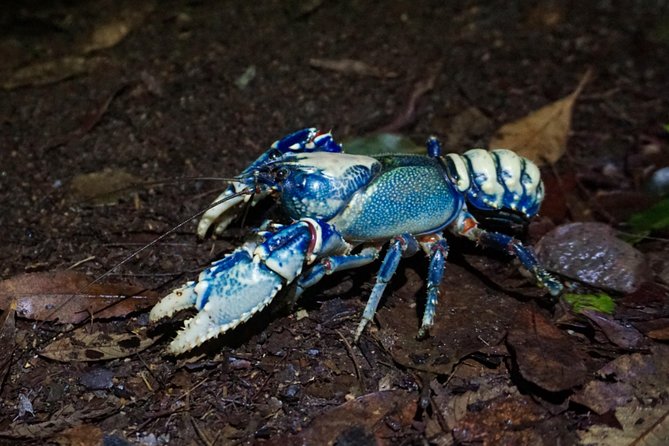 Rainforest Night Walk in Surfers Paradise (Mar ) - Logistics and Meeting Point