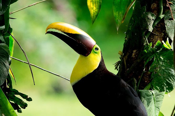 Rainmaker Park Hanging Bridges & Waterfalls Tour With Jade Tours - Cancellation Policy