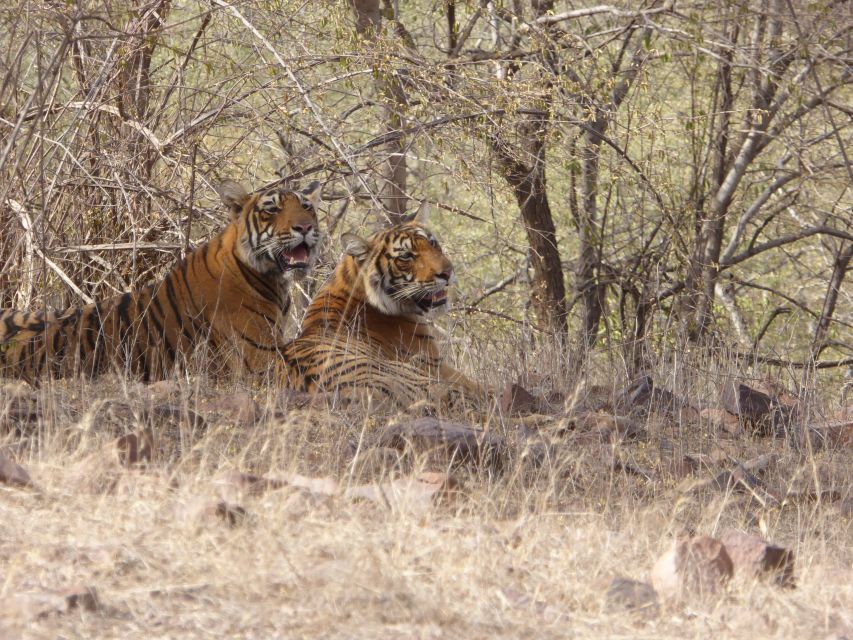 Ranthambore National Park - Key Points