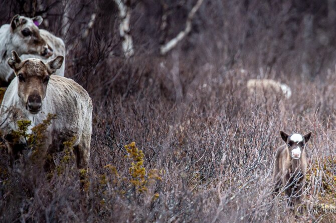 REINDEER CALVING DAY TRIP - a Once in a Life Time Experience in Karasjok - Meet Your Guides and Fellow Travelers