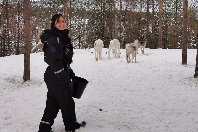 REINDEER FEEDING - Join Us for a Unique Moment With Our REINDEER - Contact Us