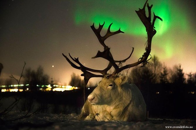Reindeer Sledding and Feeding With Chance of Northern Lights Tromso - Cultural Immersion