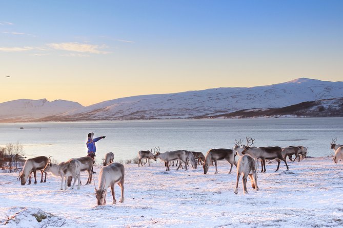 Reindeer Sledding Experience and Sami Culture Tour From Tromso - Tour Highlights and Positive Feedback