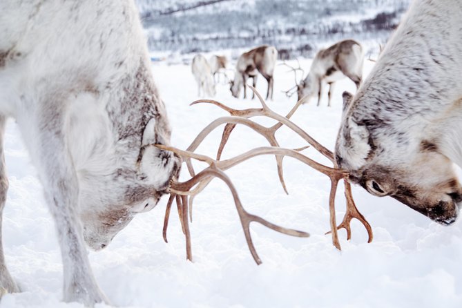 Reindeer Visit, and Sami Culture Including Lunch From Tromso - Visitor Feedback