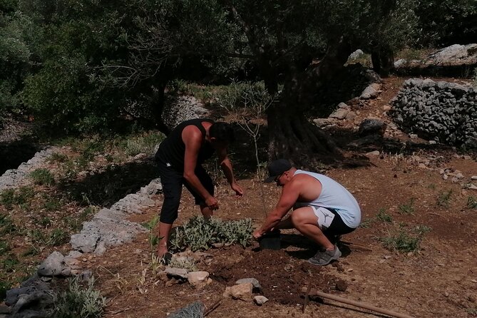 Rethymnon Olive Tree Sponsorship Protect and Plant Tour - Additional Information and Resources