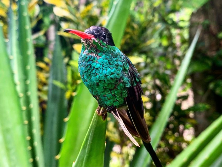 Rick's Cafe and Barney's Hummingbird Garden Tour - Tour Highlights