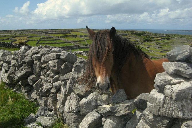 Ring of Kerry Day Tour From Cork: Including Killarney National Park - Tour Guide and Commentary