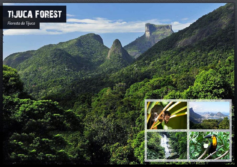 Rio De Janeiro: Tijuca National Park Ecotour - Key Points