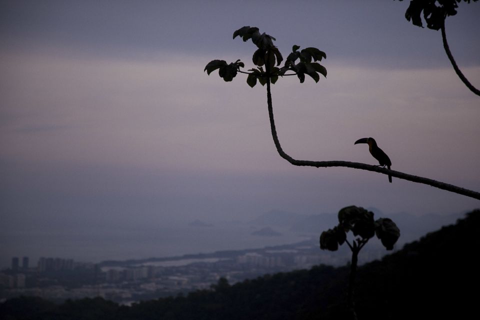 Rio: Half-Day Jeep Tour at Floresta Da Tijuca - Experience Highlights