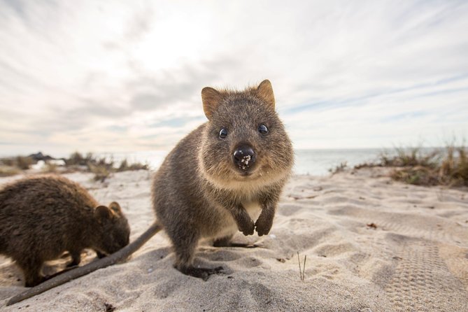 Rottnest Bayseeker Bus Tour From Hillarys Boat Harbour - Customer Reviews