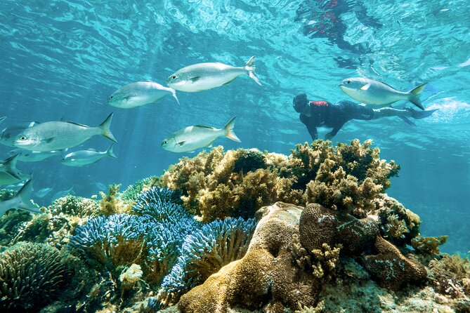 Rottnest Island Guided Snorkel Boat Experience - Inclusions and Services