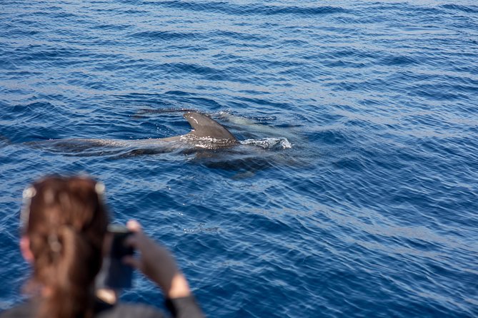 Royal Delfin - 2Hour Sustainable Dolphin & Whale Watching Mini Cruise - Expectations and Accessibility Details