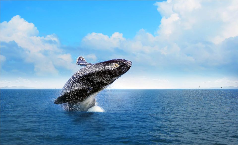 Sabana De La Mar: Private Whale Watching Samana Bay - Experience Highlights