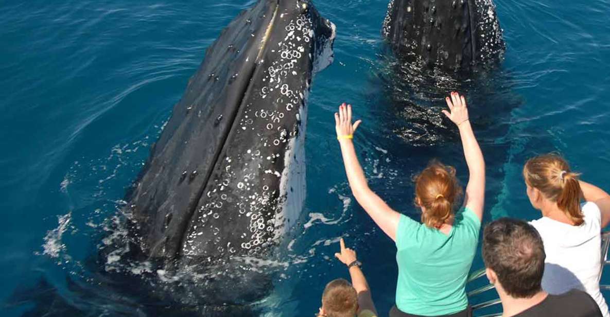 Samana: Half Day Whale Watching Humpback Whale Watching - Tour Description