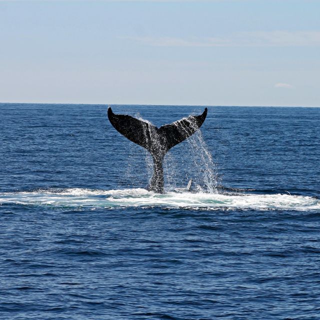 Samaná Whale Watching Expedition: An Unforgettable Excursion - Participant Details