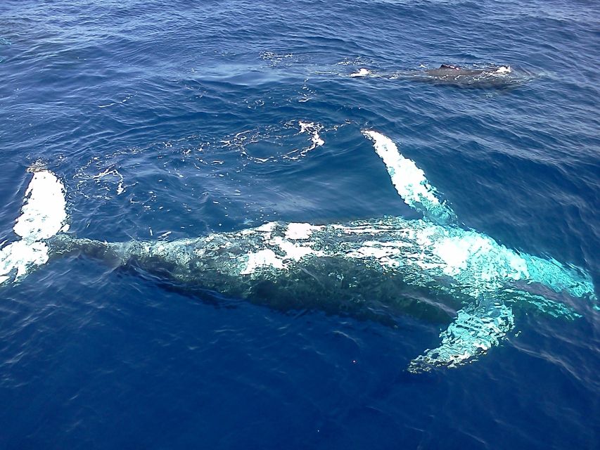 Samana: Whale Watching Tour - Pickup and Visit to Bacardi Island
