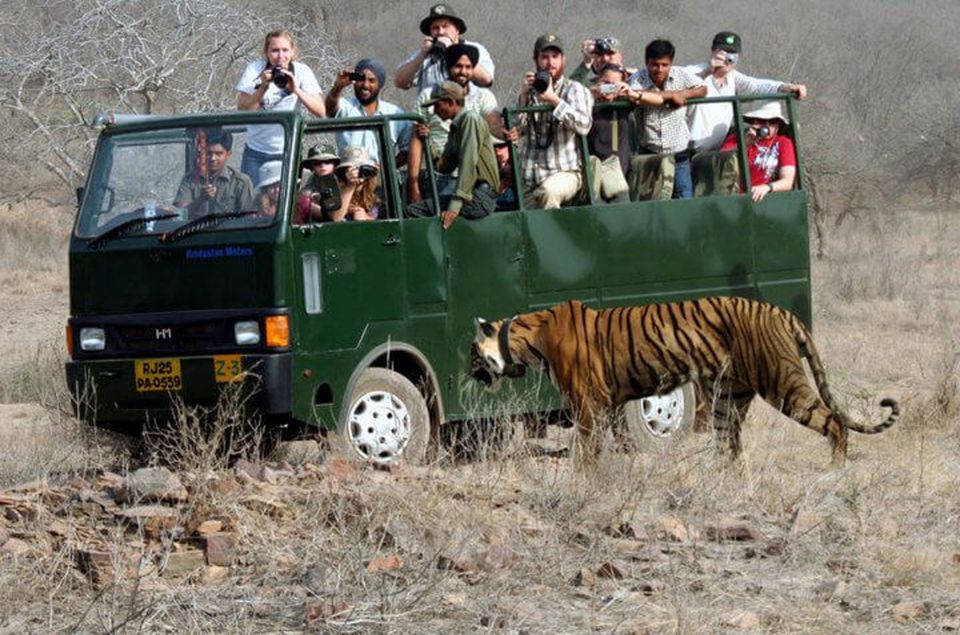 Same Day Tiger Safari Tour From Jaipur All Included - Highlights of the Tiger Safari Tour