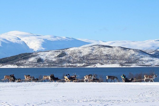 Sami Culture and Short Reindeer Sledding From Tromso - Reviews Overview