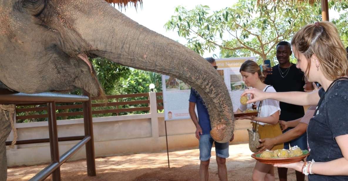 Samui: Feeding Program at the Elephant Home Nursery - Review Summary