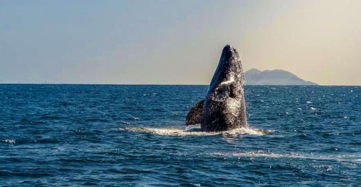 San Diego: Half-Day Marine Wildlife Tour With Lunch - Inclusions