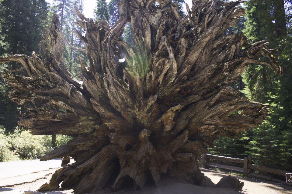 San Francisco: Yosemite, Las Vegas, Bryce & Zion 6-Day Trip - Yosemite National Park Experience