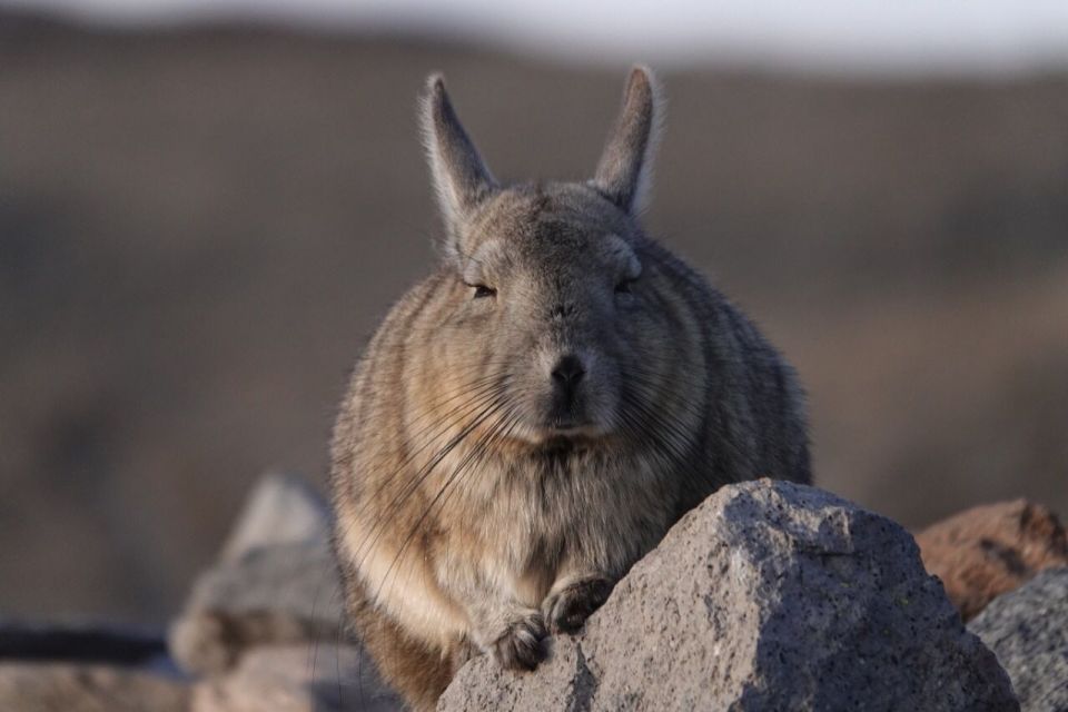 San Pedro De Atacama: Wildlife Safari and Photography Tour - Wildlife Encounters