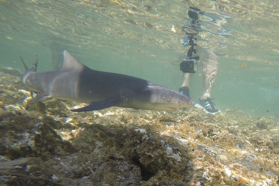 Santa Maria: Salt Mine, Natural Pool, and Shark Bay Tour - Safety and Quality Assurance