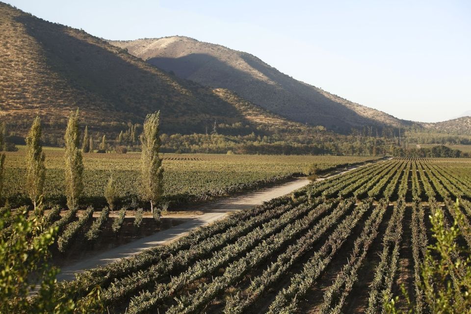 Santiago: Half–Day Santa Rita Vineyard Tour - Wine-Making Process and City Exploration